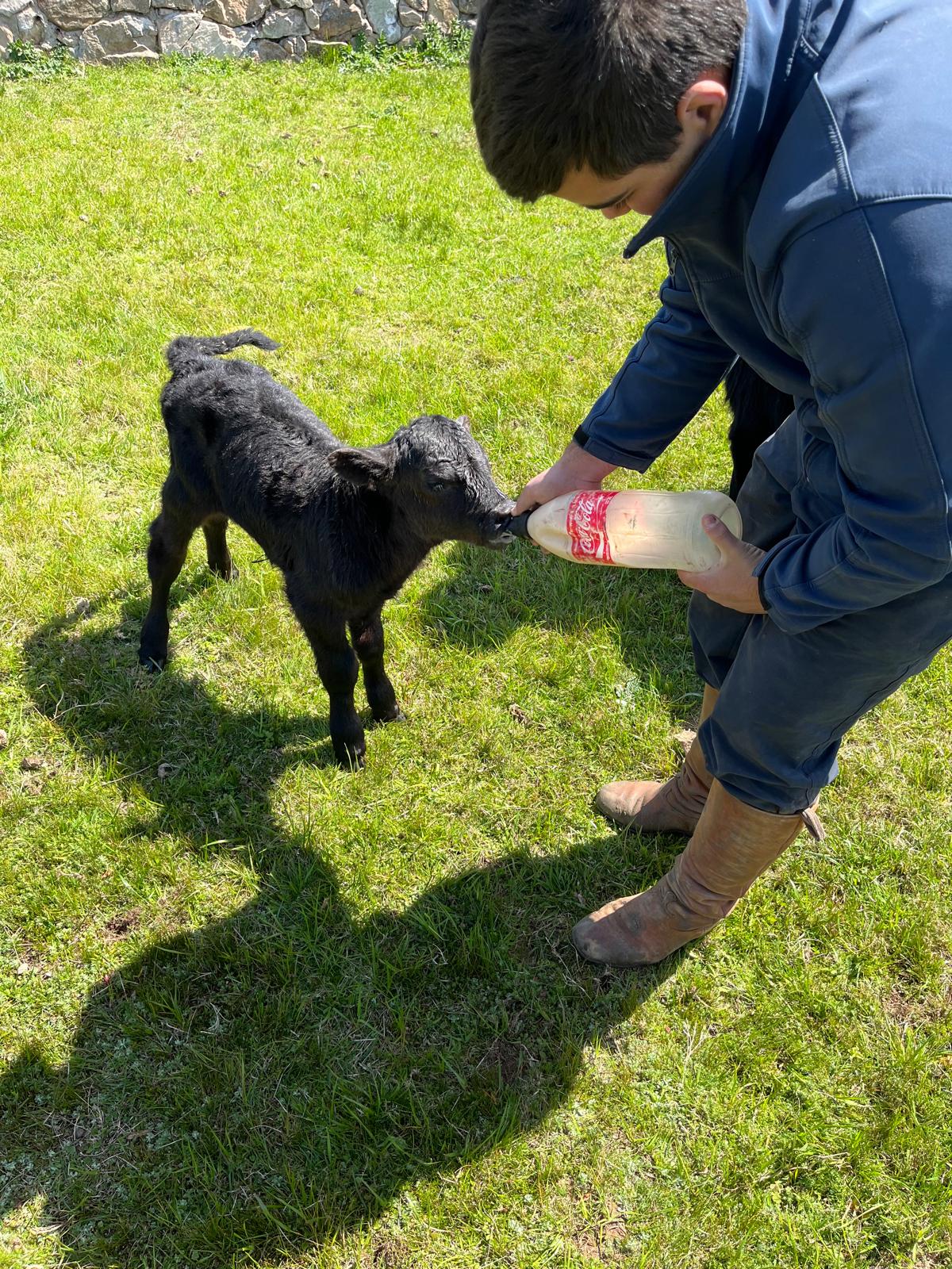 Feeding calves and lambs