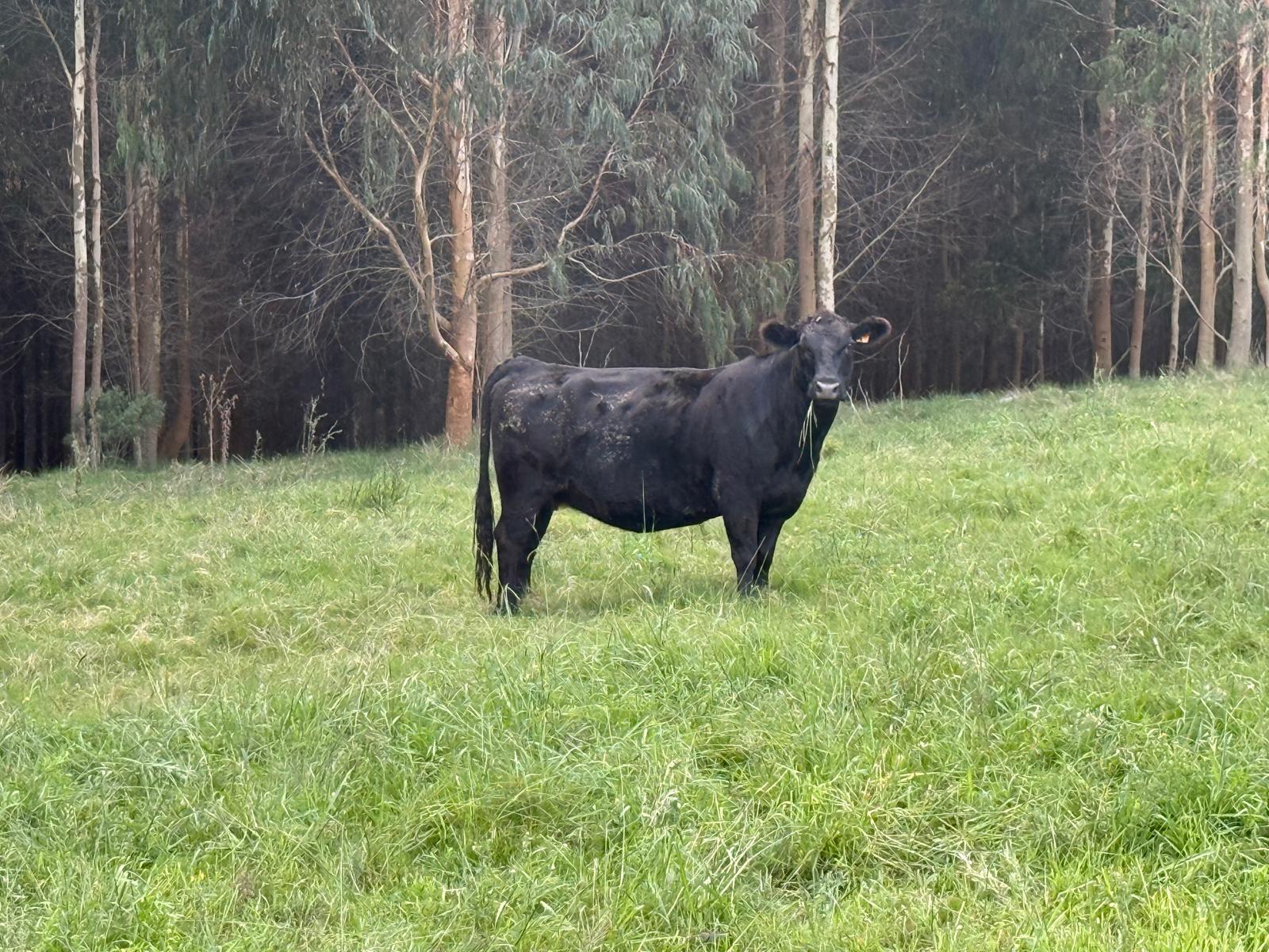 Voisin grazing system - pastures