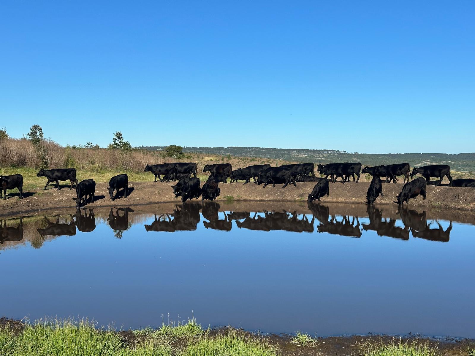 Farm corridors and paddocks