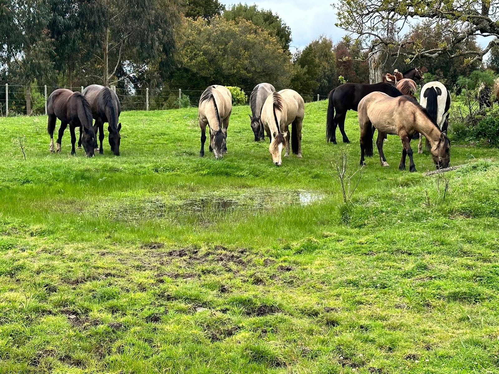 Regenerative grazing